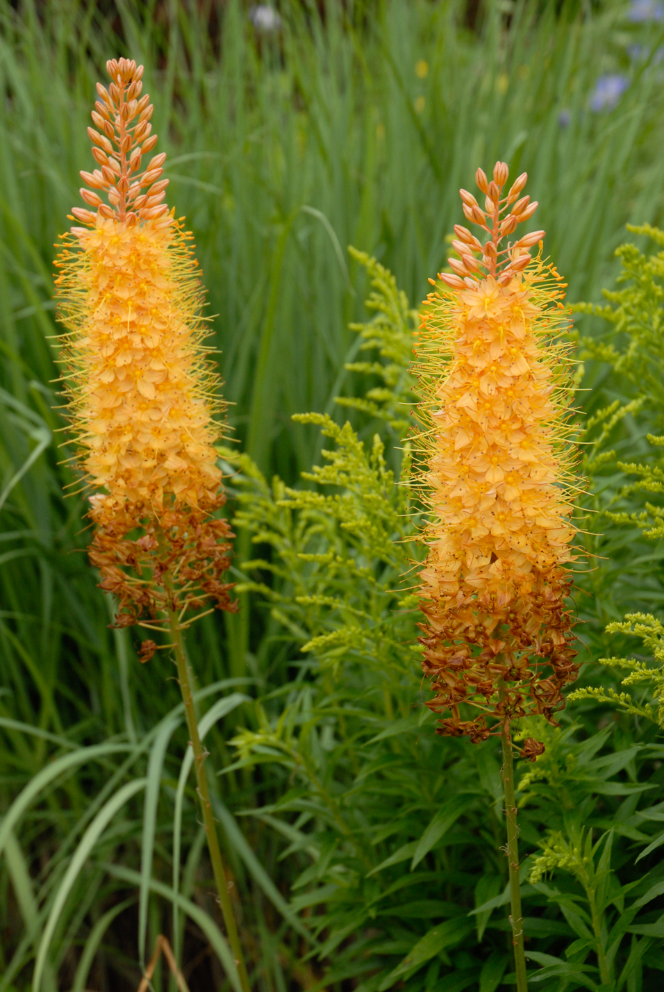 Orange Foxtail Lily